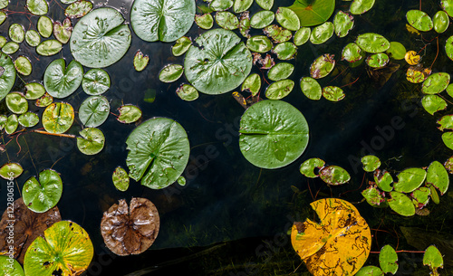 Obraz na płótnie Late season lily pads, partially decayed, floating on lake water, as seen from above. w salonie