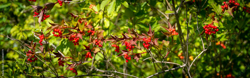 Bright red berries of the Guelder Rose or Viburnum opulus plant.