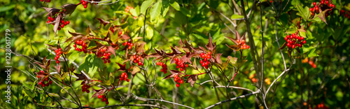Obraz na płótnie Bright red berries of the Guelder Rose or Viburnum opulus plant. w salonie
