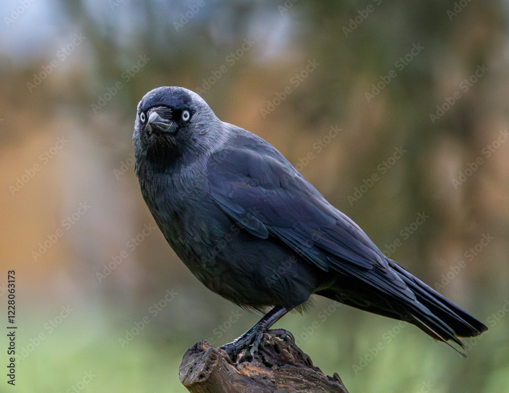 Jackdaw on a tree stump. Close up corvid.
Jackdaw on a tree stump. Close up corvid.