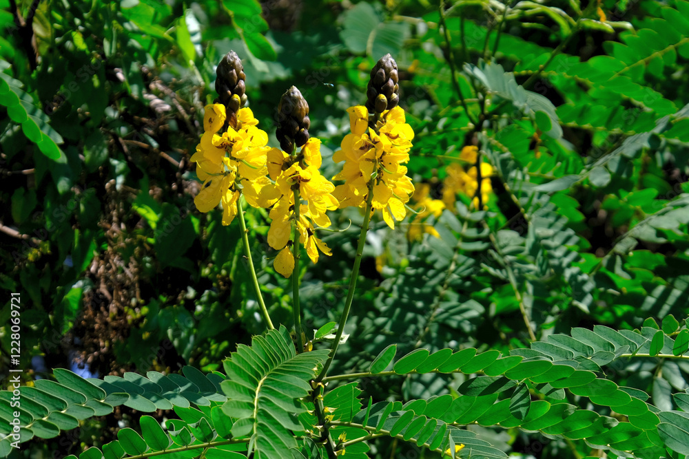 Tree with yellow flowers Senna alata (emperor's candlesticks, candle bush), met in Sri Lanka. In Sri Lanka, known as Ath-thora, used in traditional medicine. Tree with yellow flowers Senna alata (emperor's candlesticks, candle bush), met in Sri Lanka. In Sri Lanka, known as Ath-thora, used in traditional medicine.
