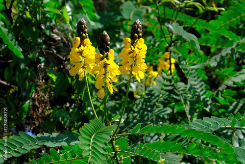 Tree with yellow flowers Senna alata (emperor's candlesticks, candle bush), met in Sri Lanka. In Sri Lanka, known as Ath-thora, used in traditional medicine. photo