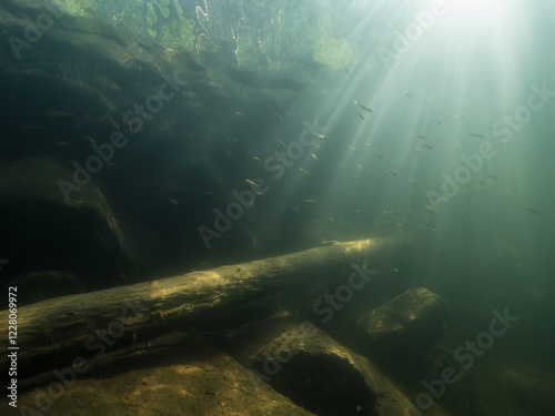 School of small perch swimming in forest lake with sunken logs and sunrays.