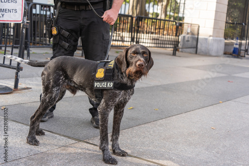 Secret Service Police K9 Dog  Stands outside The White House Washington DC photo