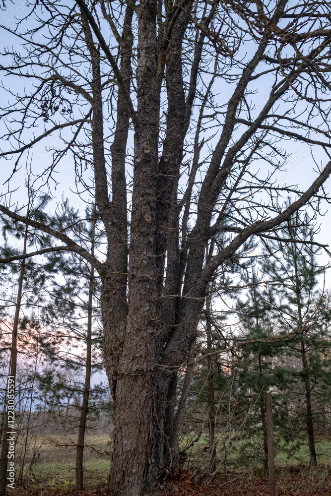 Fototapeta premium vertical landscape with tree in wintertime