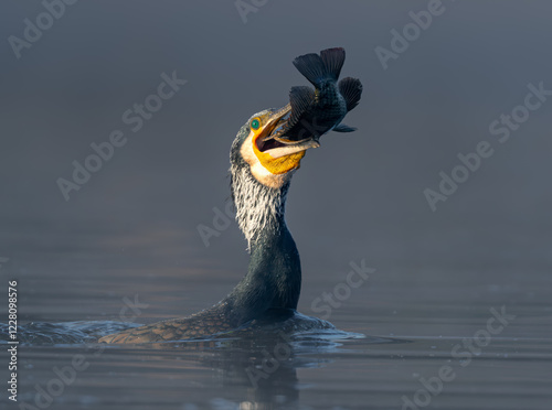 Cormorant catching a fish in water photo