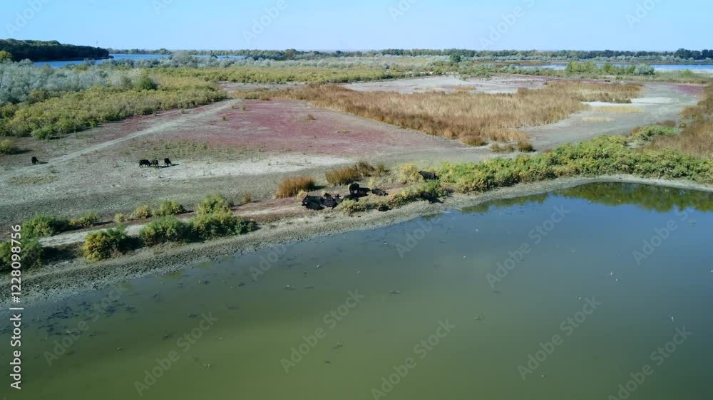 Aerial photography of a herd of Water Buffalo (Bubalus bubalis) on one of the islands of the Danube Delta, the camera slowly descends towards the herd. Aerial photography of a herd of Water Buffalo (Bubalus bubalis) on one of the islands of the Danube Delta, the camera slowly descends towards the herd.