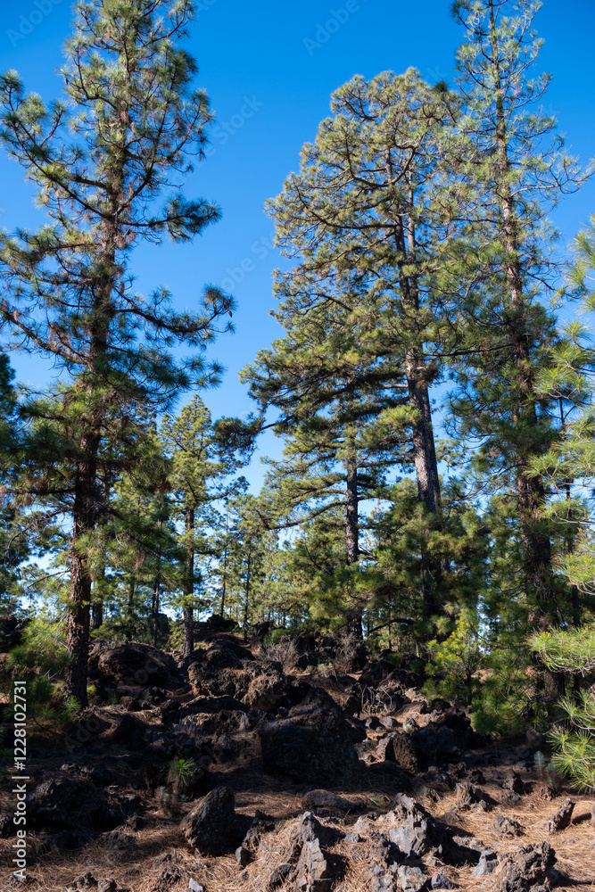 Obraz premium Visiting of Teide national park on Tenerife and view on volcanic landscapes and Canarian pine trees, Canary islands, Spain