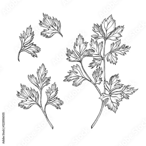 Set of parsley, cilantro, coriander. Isolated vector graphic illustration. Healthy vegetarian food or spice. Hand drawn ink sketch. Verdure for Georgian cuisine, menu, packaging vegetables and spices