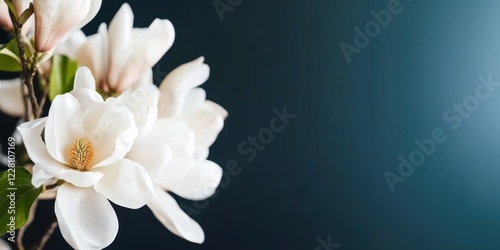 Fresh white magnolia blossoms are showcased, highlighting their elegance and beauty indoors. Banner with copy space