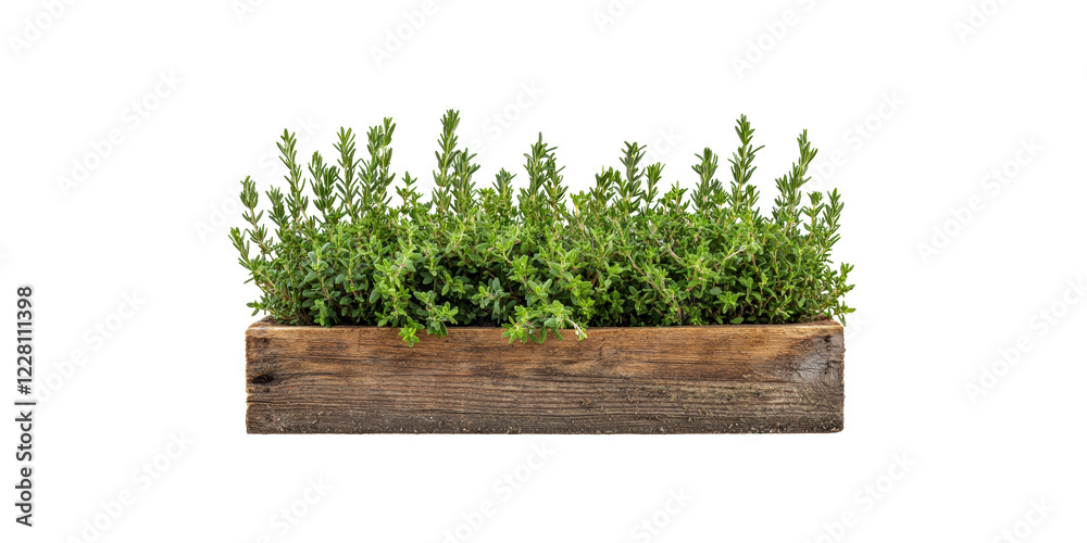 custom made wallpaper toronto digitalFresh thyme herb in wooden planter box isolated on transparent background
