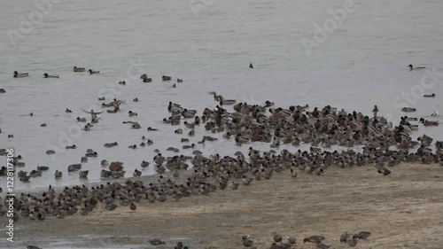 groupe de canards au repos