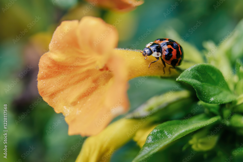 Macro photography of a ladybug on a marmalade flower, captured in garden in the eastern Andean mountains of central Colombia, near the town of Villa de Leyva. Macro photography of a ladybug on a marmalade flower, captured in garden in the eastern Andean mountains of central Colombia, near the town of Villa de Leyva.