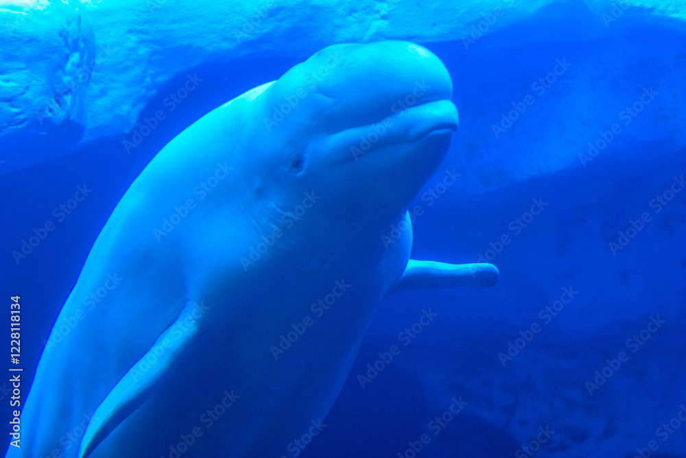 Fototapeta premium A whale is swimming in a blue ocean