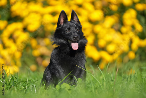 Adorable Schipperke dog posing outdoors sitting in a green grass in summer photo