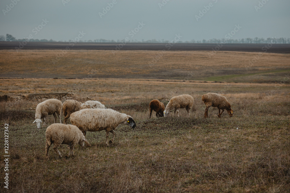 Fototapeta premium sheep and rams graze in the meadow