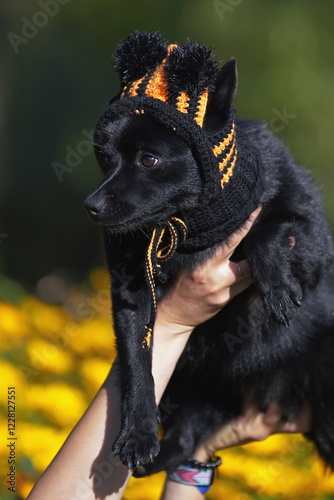 The portrait of a funny Schipperke dog posing outdoors in owner's arms wearing a knitted yellow and black hat on its head photo