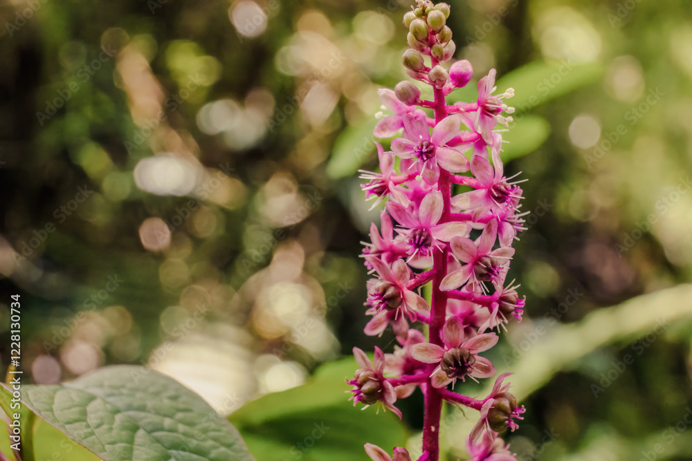 Macro photography of a cluster of pink pokeweed flowers, in a forest in the eastern Andean mountains of central Colombia, near the town of Villa de Leyva. Macro photography of a cluster of pink pokeweed flowers, in a forest in the eastern Andean mountains of central Colombia, near the town of Villa de Leyva.