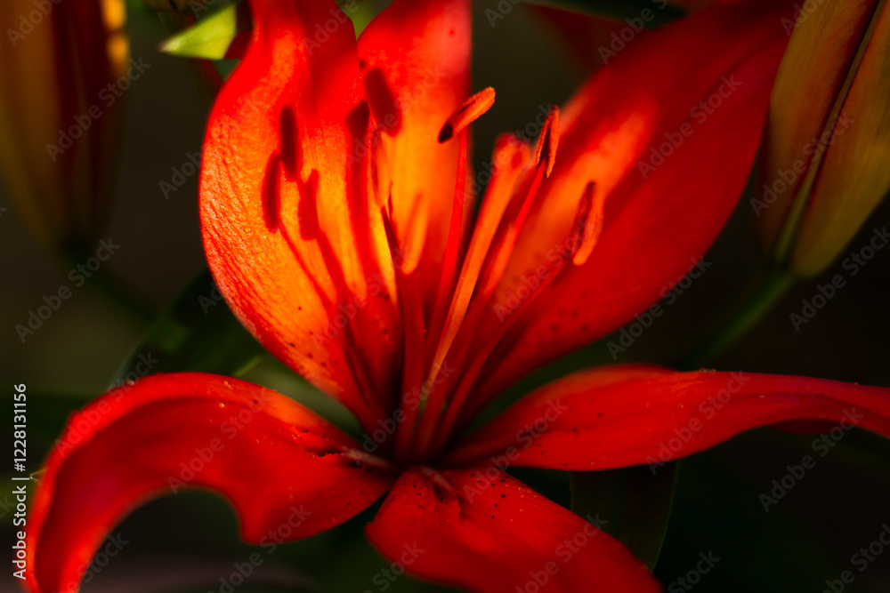 Obraz premium red lilies in the garden, lilies close-up
