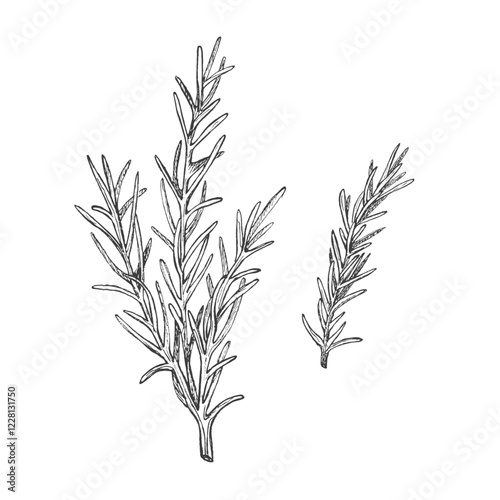 Sprig of rosemary. Graphic illustration. Isolated vector. Condiment and seasoning. Hand drawn ink sketch. Herb for Italian cuisine and menu, packaging pizza, herbal medicine. Fragrant ingredient