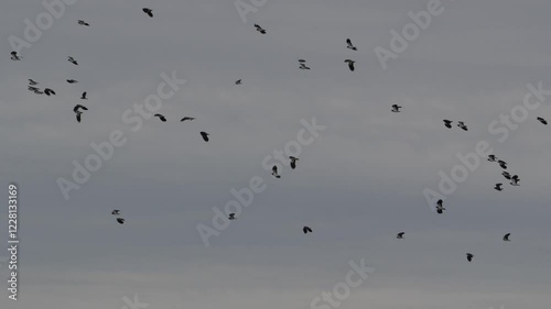 vol de vanneau huppé (vanellus vanellus)