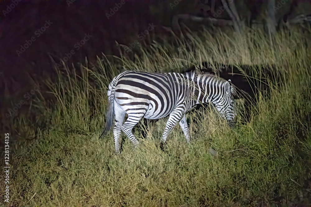 Zebra in the Grasses on a Night Safari