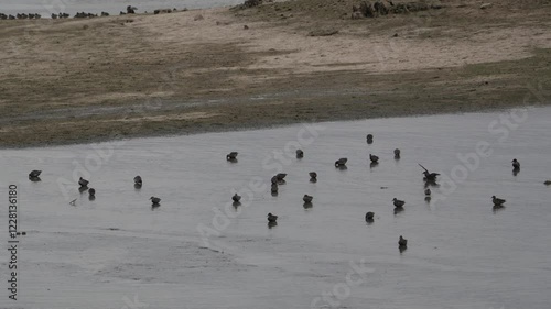 sarcelle d'hiver (anas crecca) venant se nourrir sur la vase