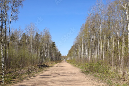 A wide dry sand path between birch trees.