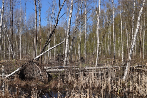 A fallen tree lies uprooted after a storm in a birch grove.