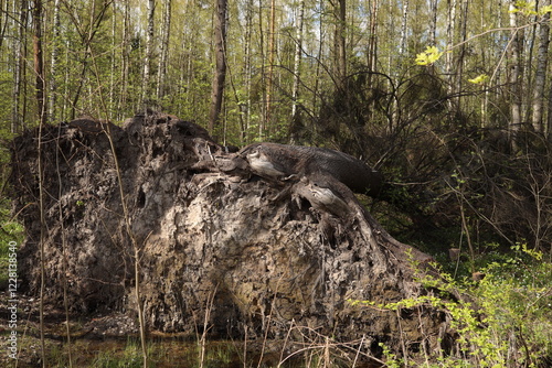 A tree torn out of the ground with a huge root.