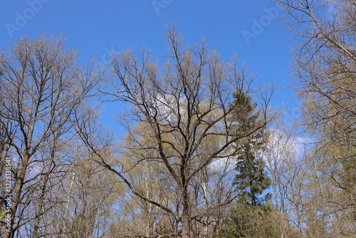 Large branching leafless tree in early spring in clear weather.