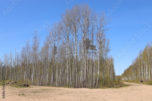 Birch grove in the steppe on yellow sand.
