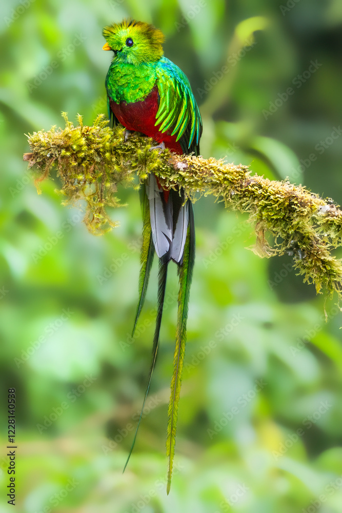 Resplendent quetzal (Pharomachrus mocinno), the largest trogon, male. Savegre, Costa Rica. Selective focus on bird's eye