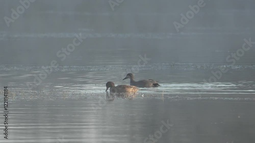 couple de canard chipeau (mareca strepera) se nourrissant dans la brume