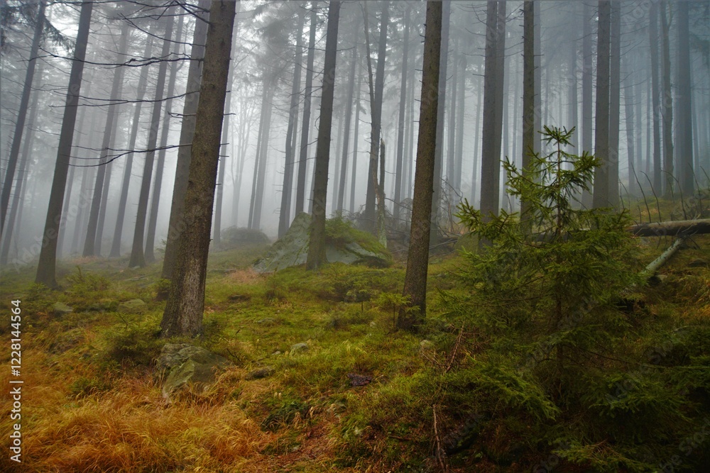 Obraz premium forest in fog