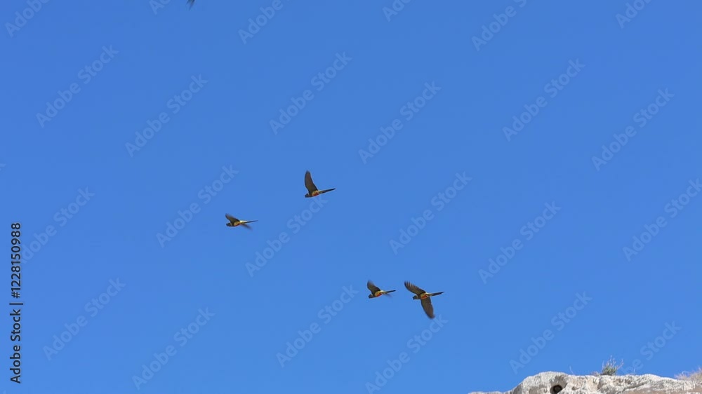 Small group of parrots flying on a sunny day with blue sky Small group of parrots flying on a sunny day with blue sky