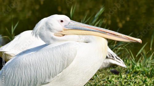 images of wild birds. pelican photos.