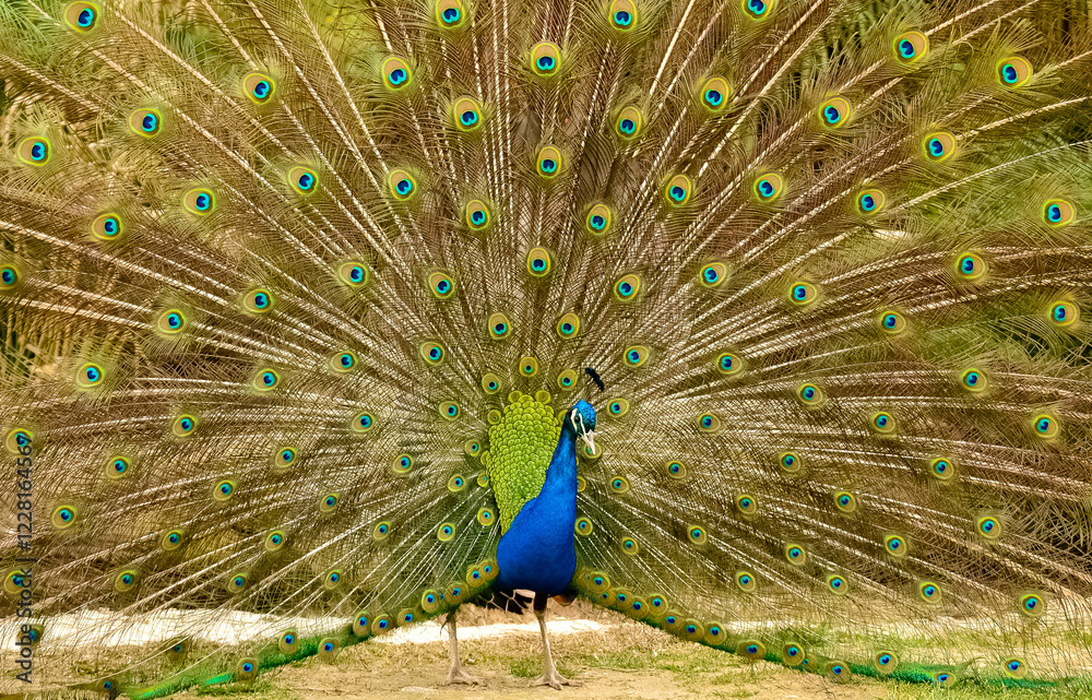 Obraz premium images of wild birds. peacock photos.