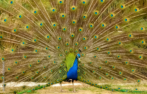 images of wild birds. peacock photos. photo