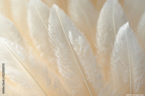 Bird Feather Texture: Close-Up of Barbs and Barbules Structure photo