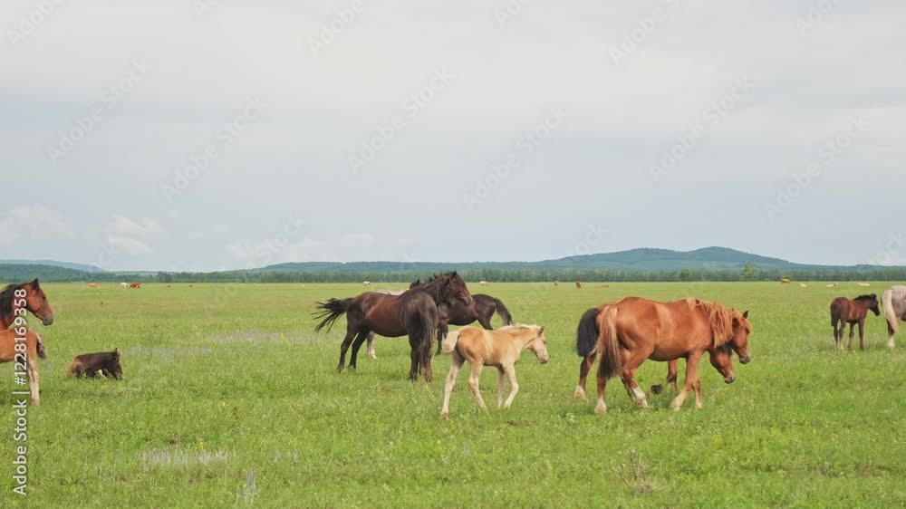 Modern animal livestock. Horses grazing in green field grassland farm countryside background. Horse in meadow chewing grass outdoor. Horse in natural eco farm. Herd of horses on green pasture Modern animal livestock. Horses grazing in green field grassland farm countryside background. Horse in meadow chewing grass outdoor. Horse in natural eco farm. Herd of horses on green pasture