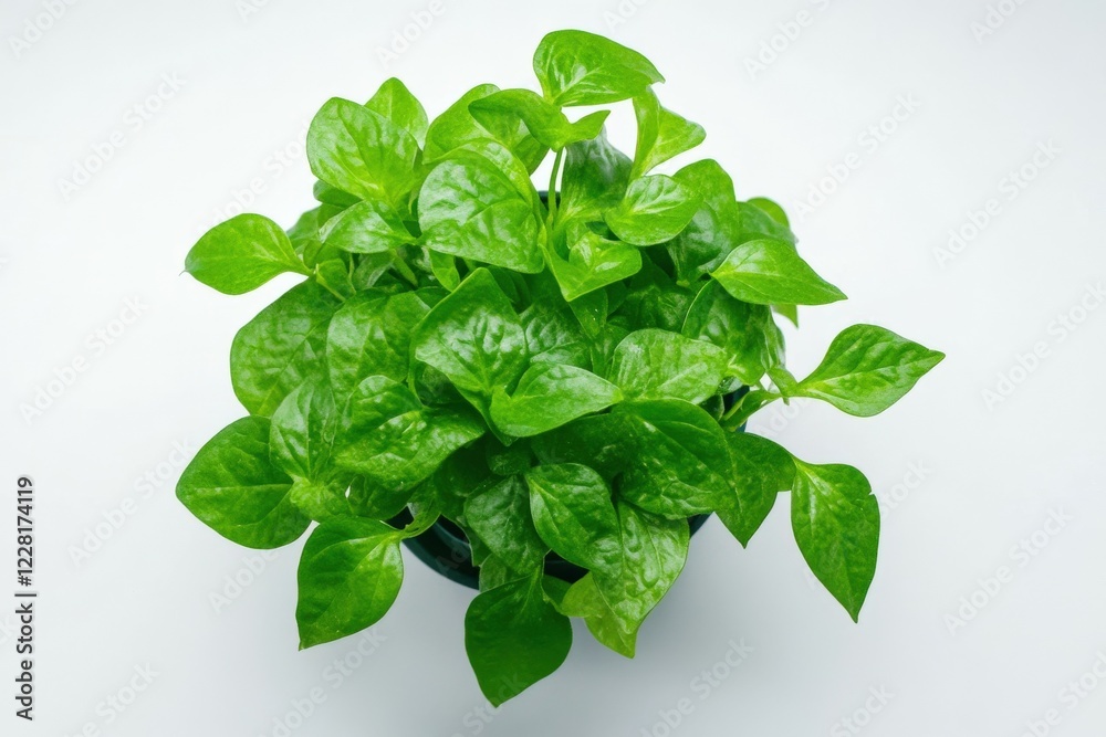 Healthy green houseplant thriving in sunlight indoors Healthy green houseplant thriving in sunlight indoors