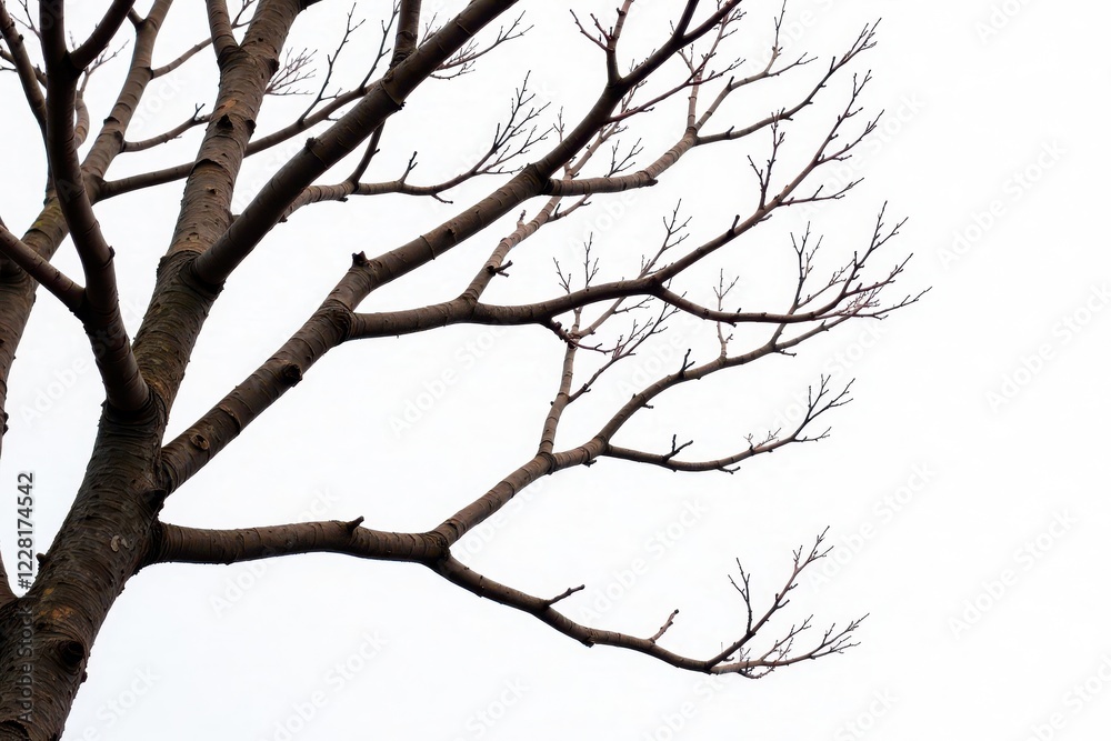 Intricate network of bare branches isolated on white , photography, isolated