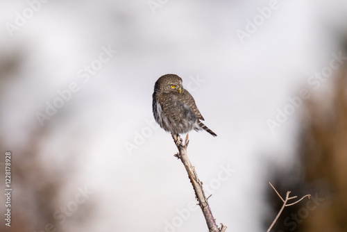 Pygmy owl in the winter in a branch photo