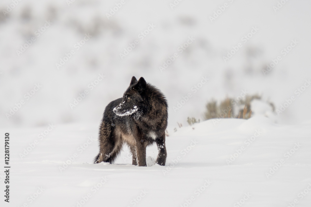 Obraz premium Wolf walking through snow drifts