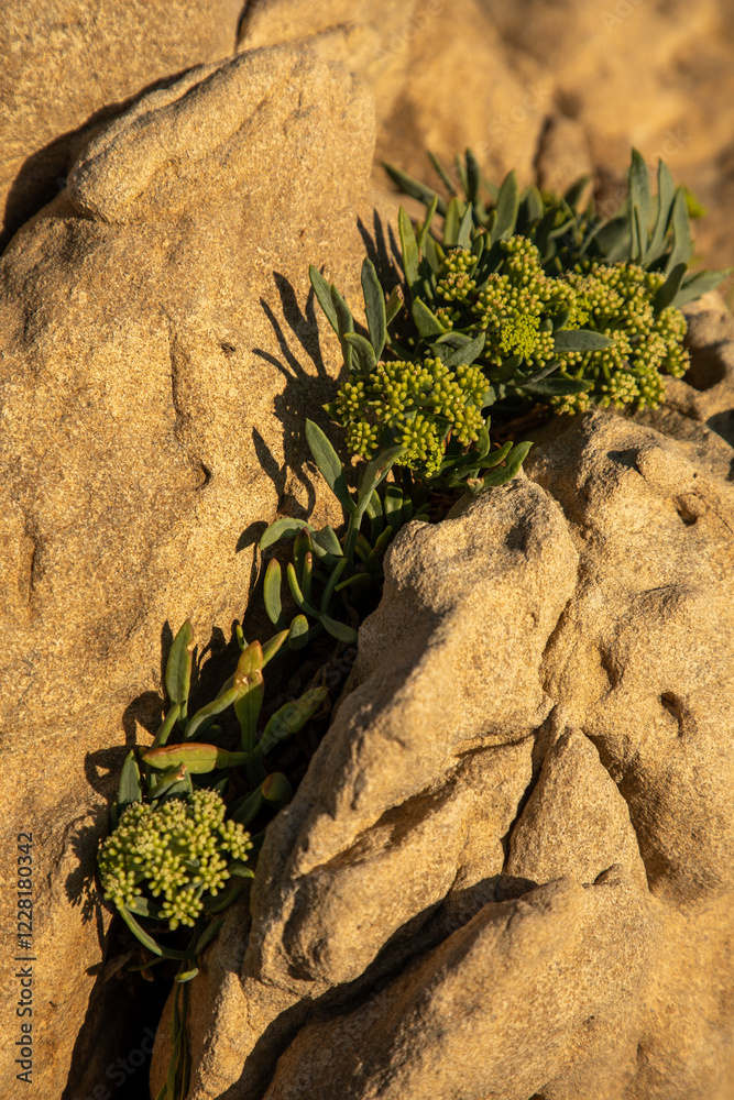 Macro view of flowers of rock samphire growing in rock