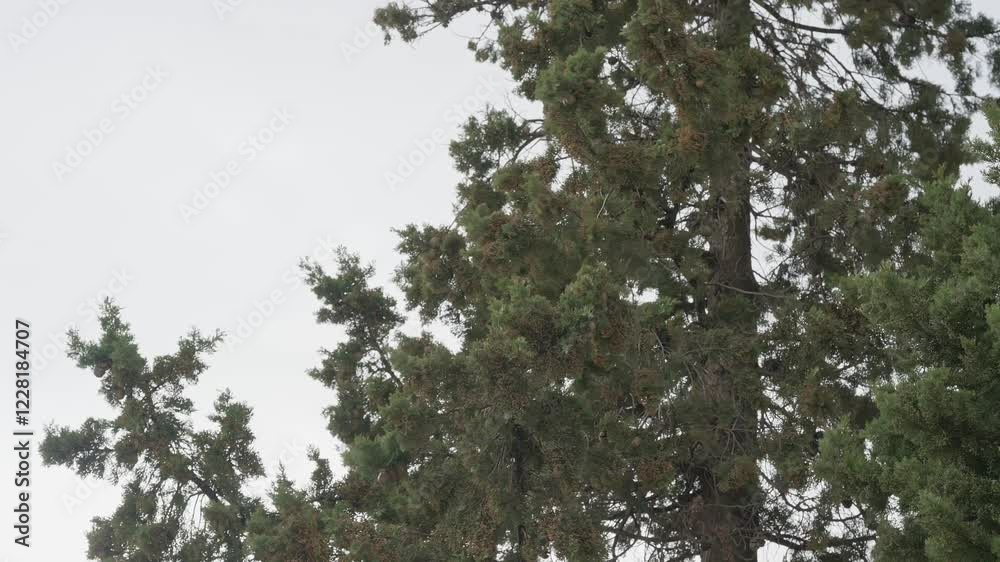 Trees Swaying in Strong Winds Under Sky During Extreme Weather Conditions in Slow Motion Trees Swaying in Strong Winds Under Sky During Extreme Weather Conditions in Slow Motion