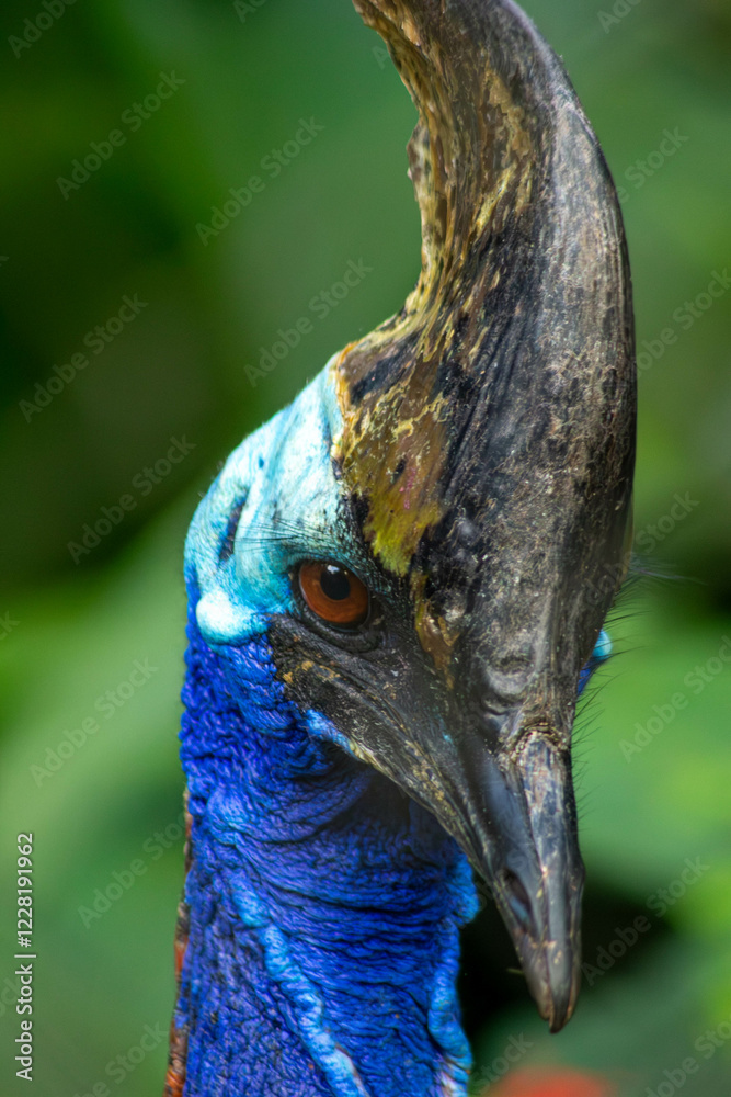 Φωτογραφία O casuar é uma ave do grupo das aves ratitas de grande porte, nativas do nordeste da Austrália, Nova Guiné e ilhas circundantes