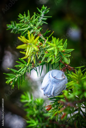 Juniper berry close in forest photo