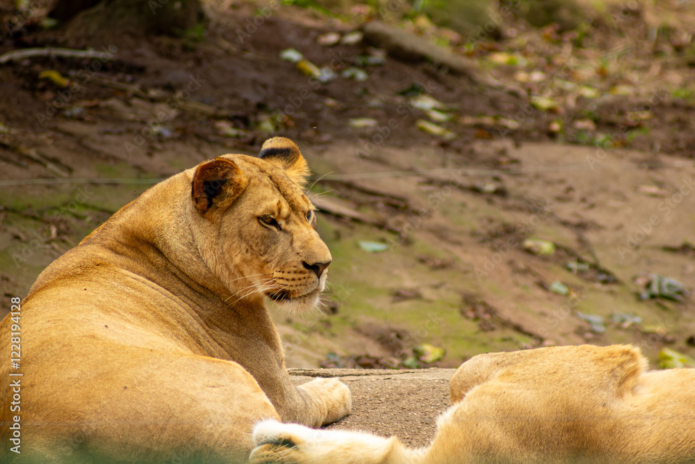 Naklejka premium Leoas tomando banho de sol.